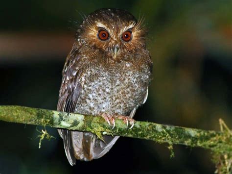 9 Rarest Owl Species in the World - Rarest.org