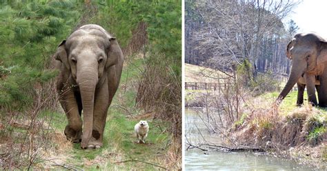 This Place Is Heaven On Earth For Elephants And All Of Their Friends