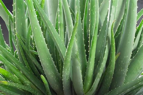 How to Grow and Care for Aloe Vera | Gardener’s Path