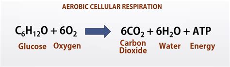 Overall Chemical Equation For Aerobic Cellular Respiration - Tessshebaylo