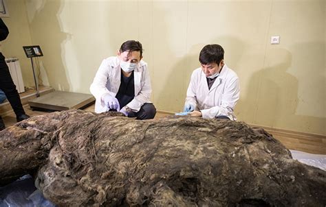 Well-preserved Ice Age Woolly Rhino Found In Siberia