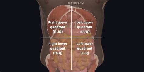 Abdominal Anatomy Quadrants