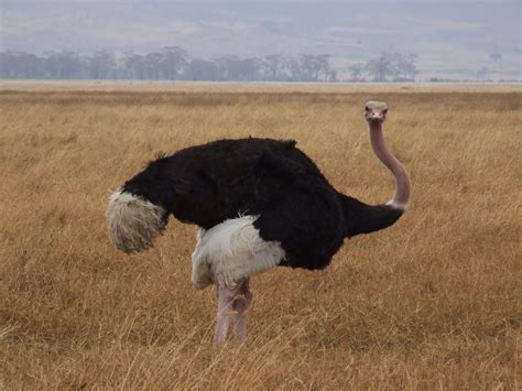 Ostrich | Animal Wildlife