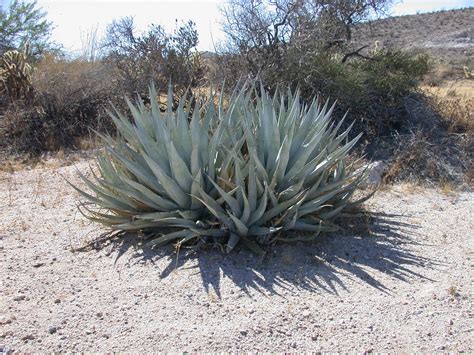 Plantas Deserticas