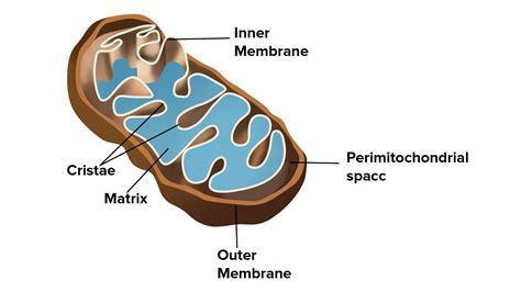 Explain the structure of mitochondria with a neat sketch.