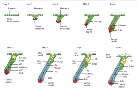 Figure 2 from Maintaining Hair Inductivity in Human Dermal Papilla ...