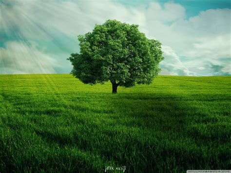 Green Tree Wallpapers - Top Free Green Tree Backgrounds - WallpaperAccess