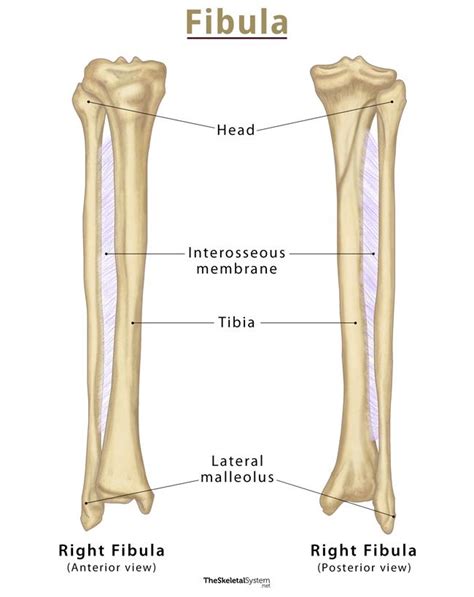 Fibula: Definition, Location, Anatomy, Functions, Diagrams, 56% OFF