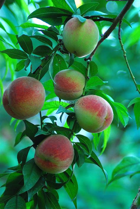 Peaches On The Tree Picture And HD Photos | Free Download On Lovepik