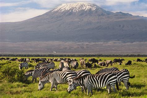 Amboseli National Park travel | Kenya, Africa - Lonely Planet