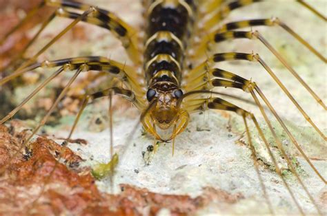 A Day in the Life of a House Centipede in Lexington, KY