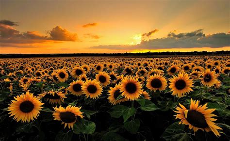 Sunflower PC Wallpapers - Top Free Sunflower PC Backgrounds ...