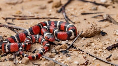 King Snake Habitat Checklist