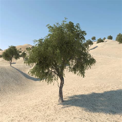 3d model ghaf tree