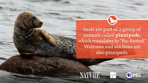 Seal Fact Sheet | Blog | Nature | PBS