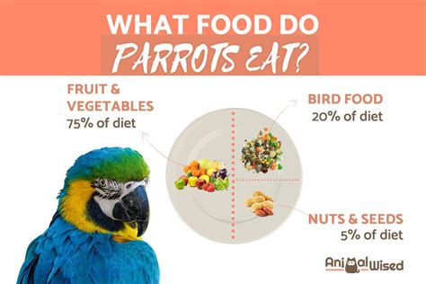 Forbidden Food For Parrots What They Can Can't Eat, 49% OFF