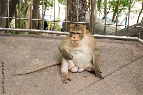 A funny and cute fat monkey is sitting on the ground. Stock Photo ...