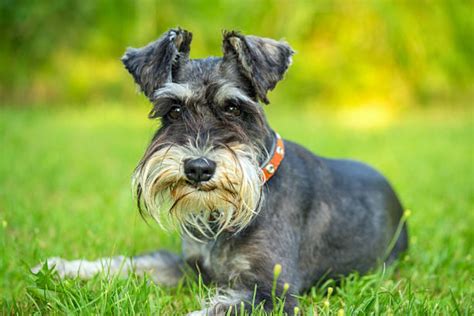 Schnauzer vs Airedale Terrier - Breed Comparison | MyDogBreeds