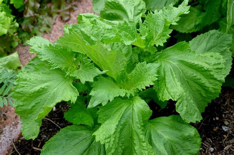 Less Noise, More Green: Shiso and Shiso Pesto