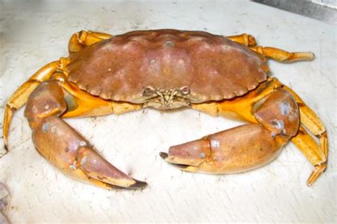 Yellow Crab aka Yellow Rock Crab - Pier Fishing in California