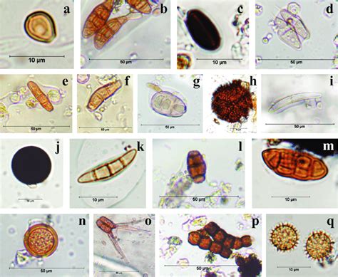 Fungal Spores