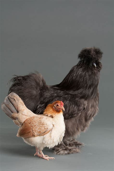 Which bantam breeds should I choose if I want them for eggs? - My Pet ...