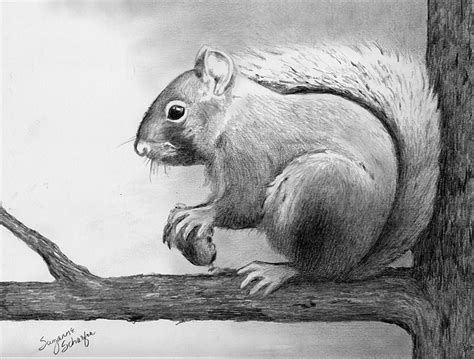 Pencil Drawings | Pencil drawings of animals, Animal drawings, Pencil ...