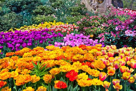 58 Colorful Plants And Flowers For A Stunning Garden Display