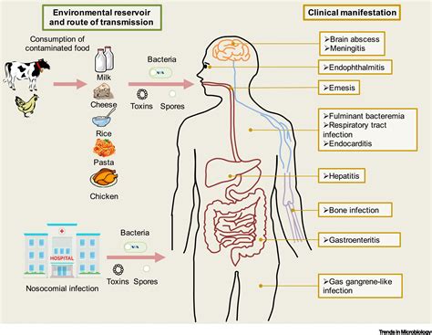 Bacillus cereus: Epidemiology, Virulence Factors, and Host–Pathogen ...