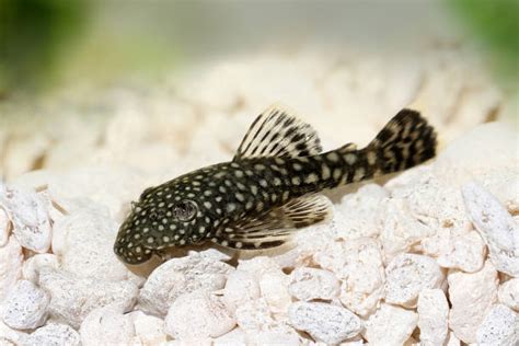 Bristlenose Pleco | A to Z Guide - Care, Tank Mates, Size and Diet ...