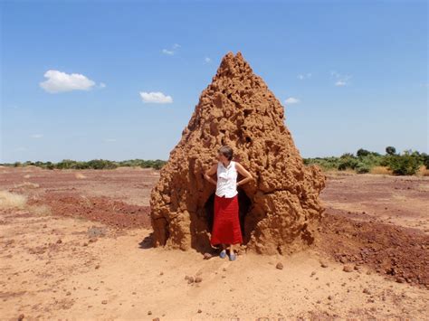 Amazing Animals Pictures: The Architecture of the Termites: The Mound ...