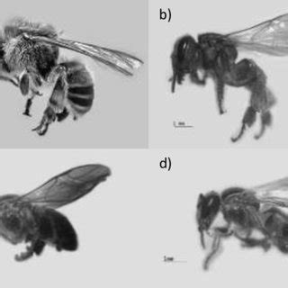 Spectroscopic photography of collected stingless bees. a) Melipona ...