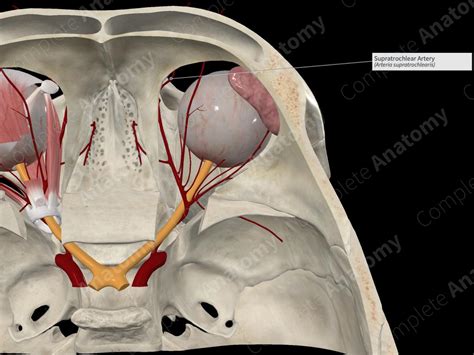 Supratrochlear Artery | Complete Anatomy