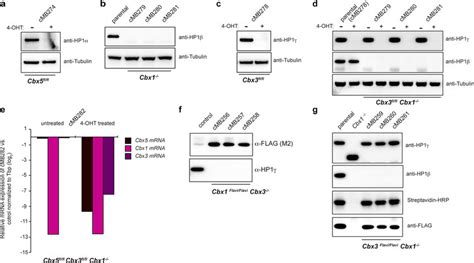 Isogenic Cbx knockout ES cell lines a, Western blot demonstrating ...