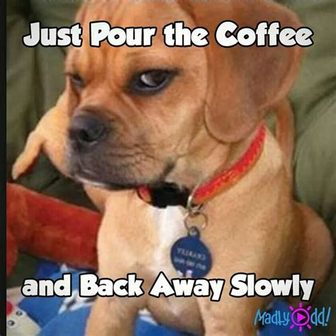 Pin by Janet M Bonek on Puppies | Dog quotes, Coffee humor, Coffee meme