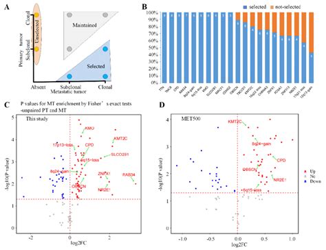 Identification of metastasis-selected features. (A) Schematic ...