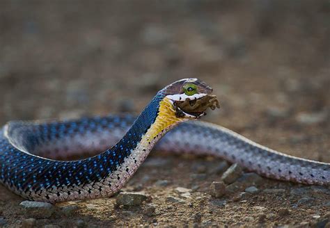 juvenile boomslang | Reptile & amphibian habitats, Snake, Animal jokes