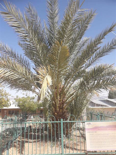 Methuselah, a Judean date palm [IMAGE] | EurekAlert! Science News Releases