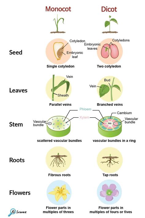 Monocot vs Dicot | Biology plants, Biology lessons, Plant science