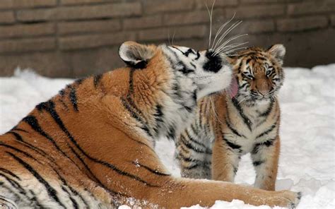 Tiger Conservation Efforts