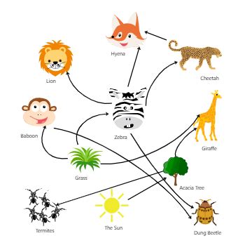 Food Web Chart Template