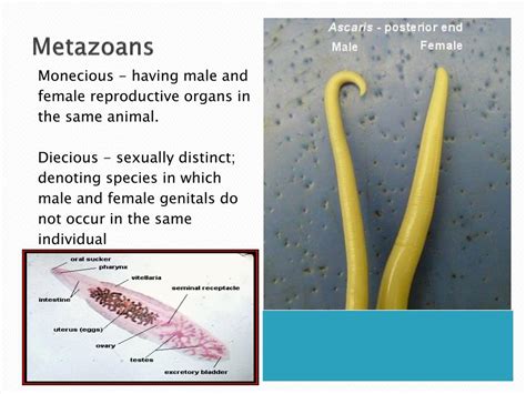 PPT - Parasitology PowerPoint Presentation, free download - ID:6591162