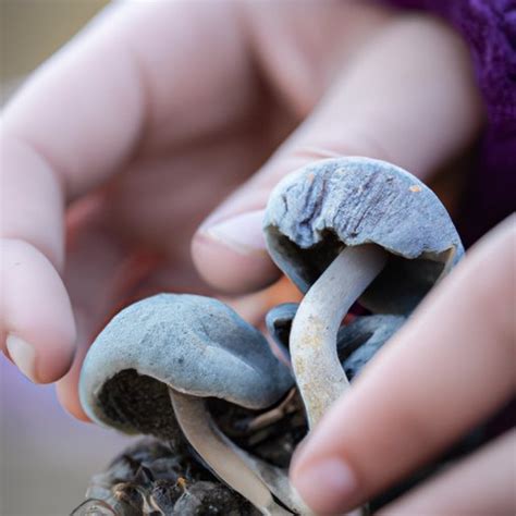 A Beginner’s Guide to Taking Shrooms: How to Take Shrooms Safely and ...