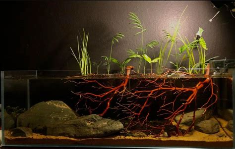 Chili Rasbora Care: Feeding, Tank Mates, Setup, & More