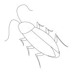 How to Draw a Cockroach