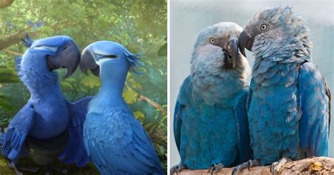 The Blue Spix's Macaw Parrot Seen In The Movie ‘Rio’ Is Now Extinct