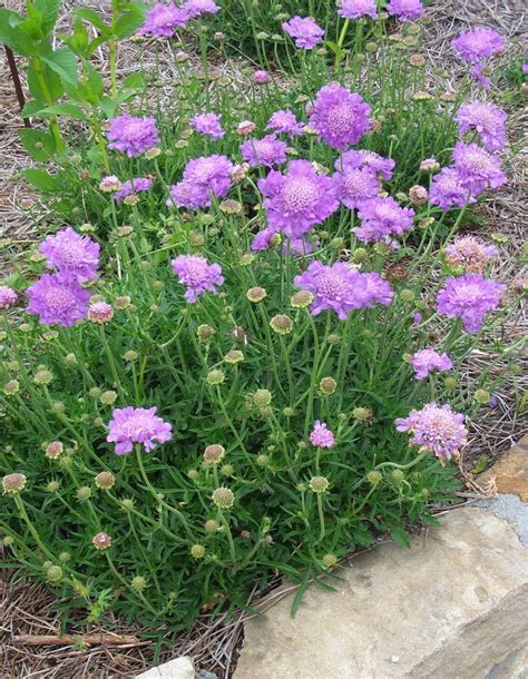 Scabiosa Butterfly Blue - Johnson Nursery Corporation