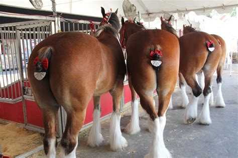 CLYDESDALES CHEEKS!!! Pictures Of The Budweiser Clydesdales At The L.A ...