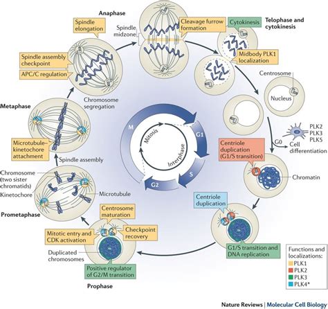 The Cell Cycle - Interphase & Mitosis | A-Level Biology Revision Notes