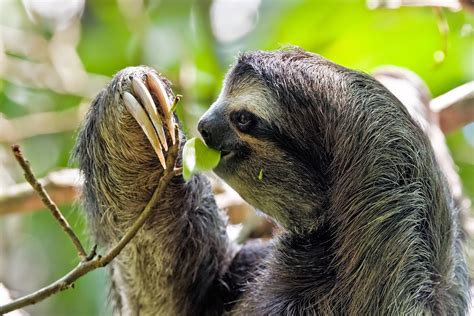 Amazon Rainforest Animals : The Three-Toed Sloth ~ Amazon Rainforest ...